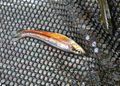 Northern-red-belly-dace.jpg