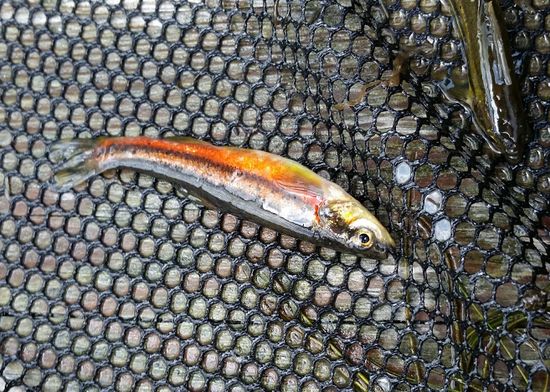 Northern-red-belly-dace.jpg