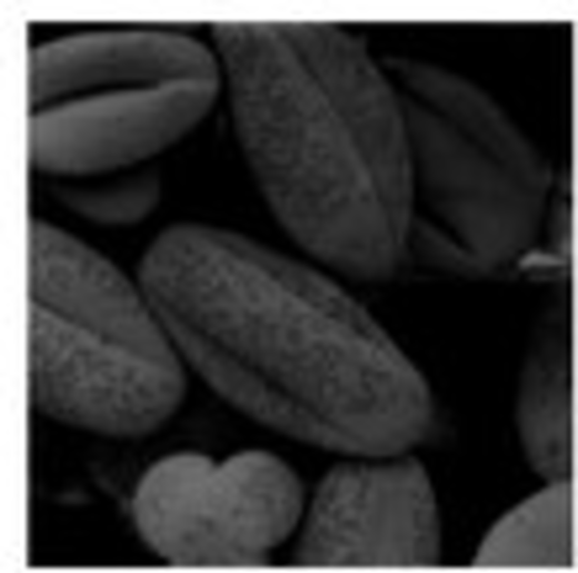File:Focused Stochastic Image Processing.png